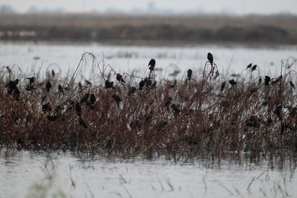 rødvingetrupial - ML646023288