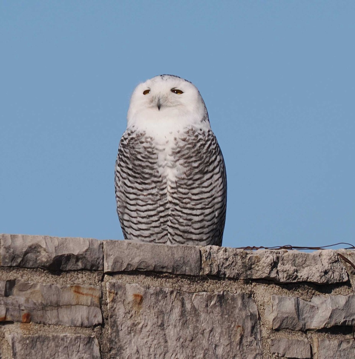 Snowy Owl - ML646023289