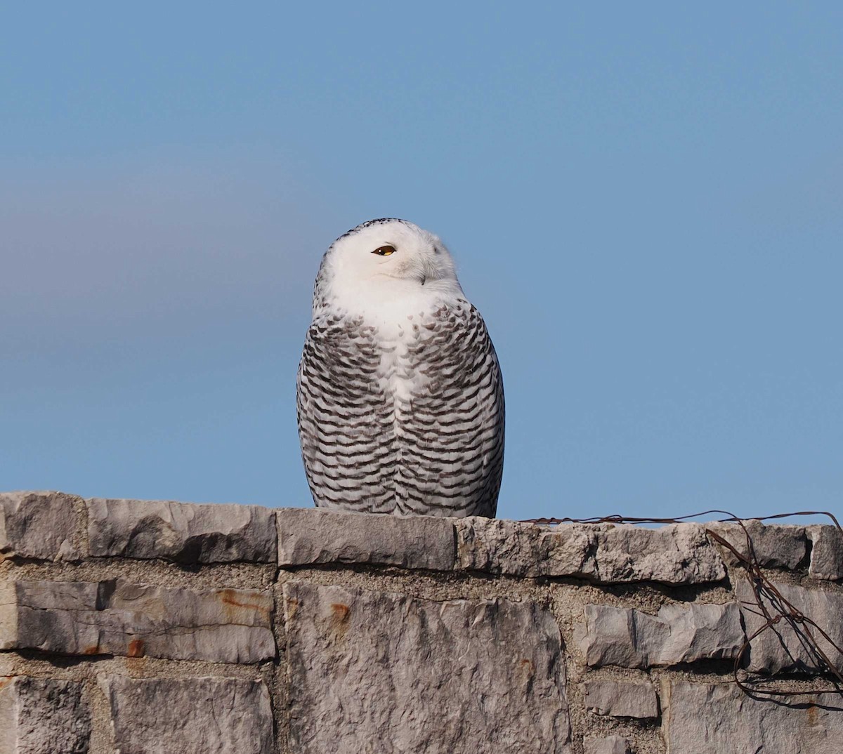 Snowy Owl - ML646023290