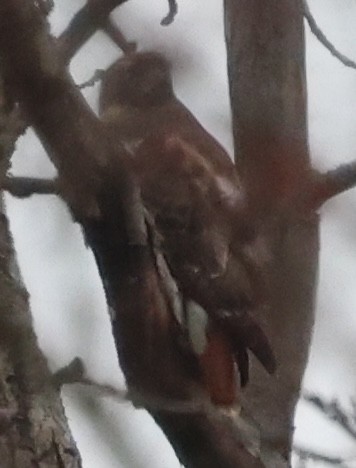 káně rudochvostá - ML646023296