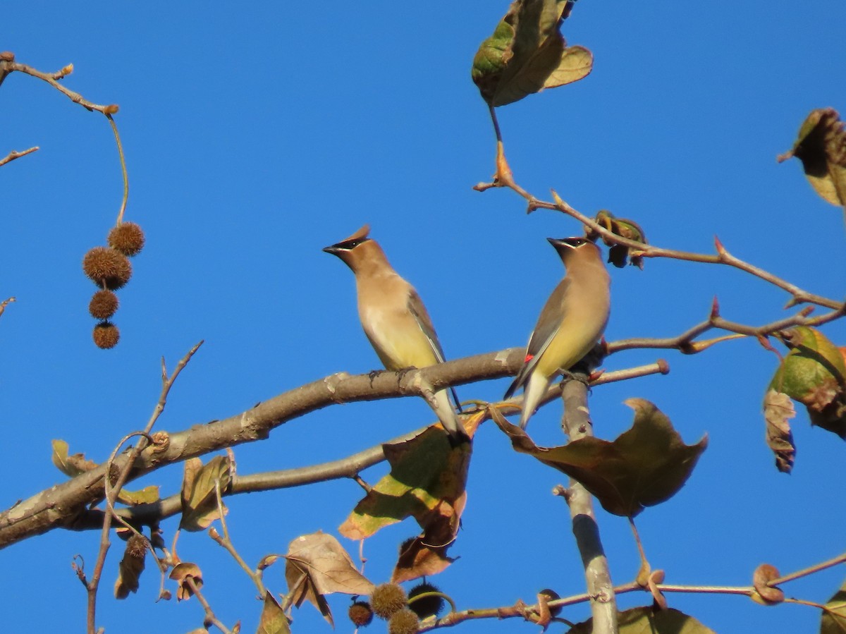 Cedar Waxwing - ML646023297