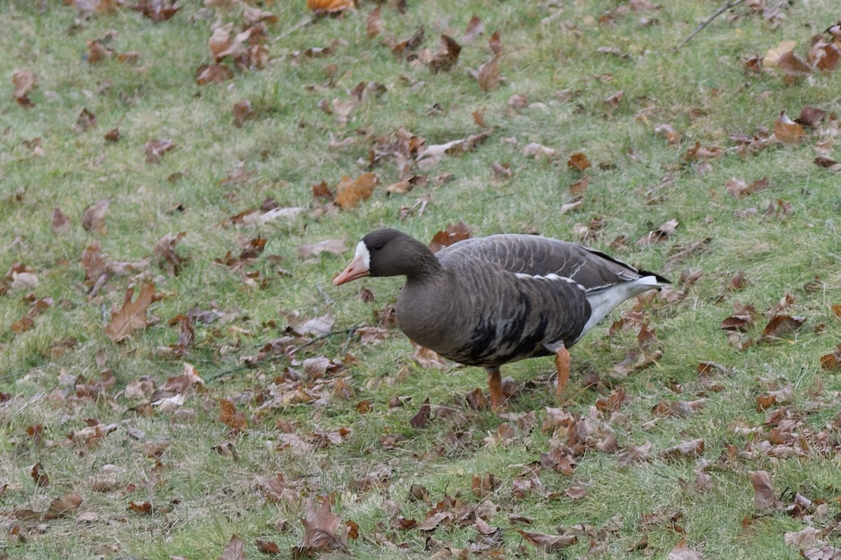 husa běločelá - ML646023307