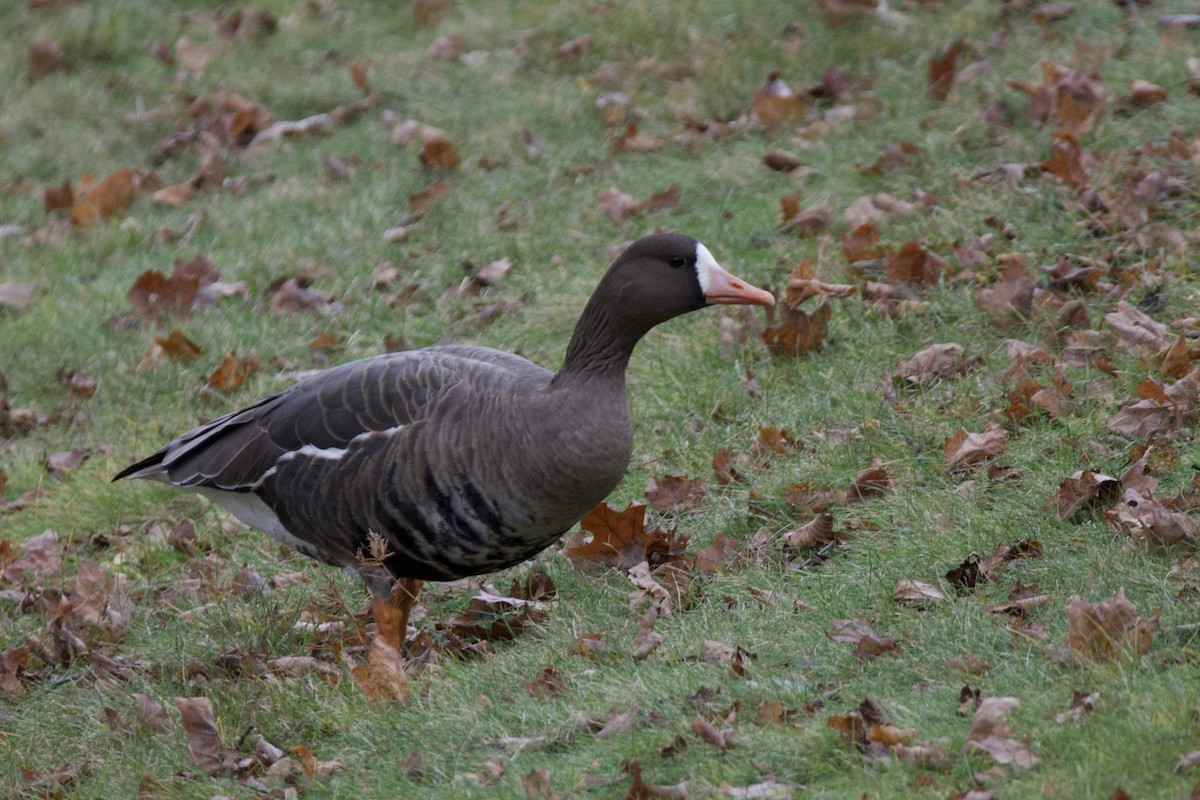 husa běločelá - ML646023309