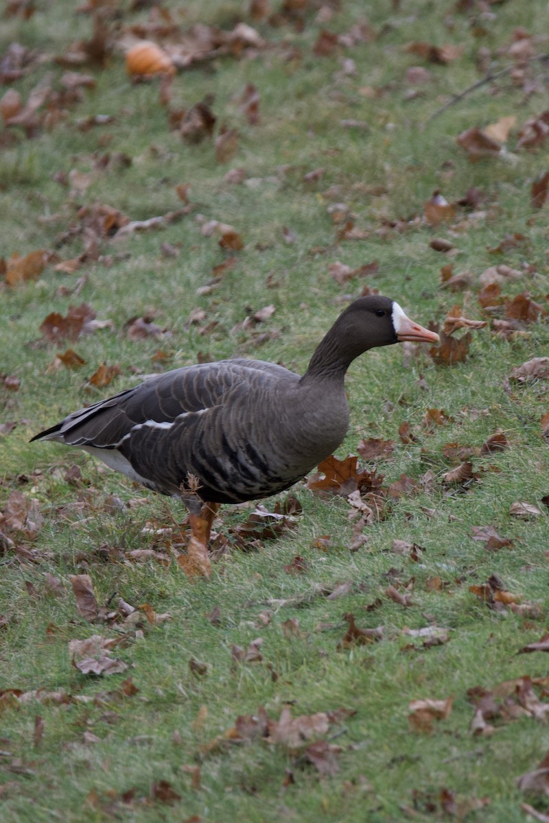 husa běločelá - ML646023310