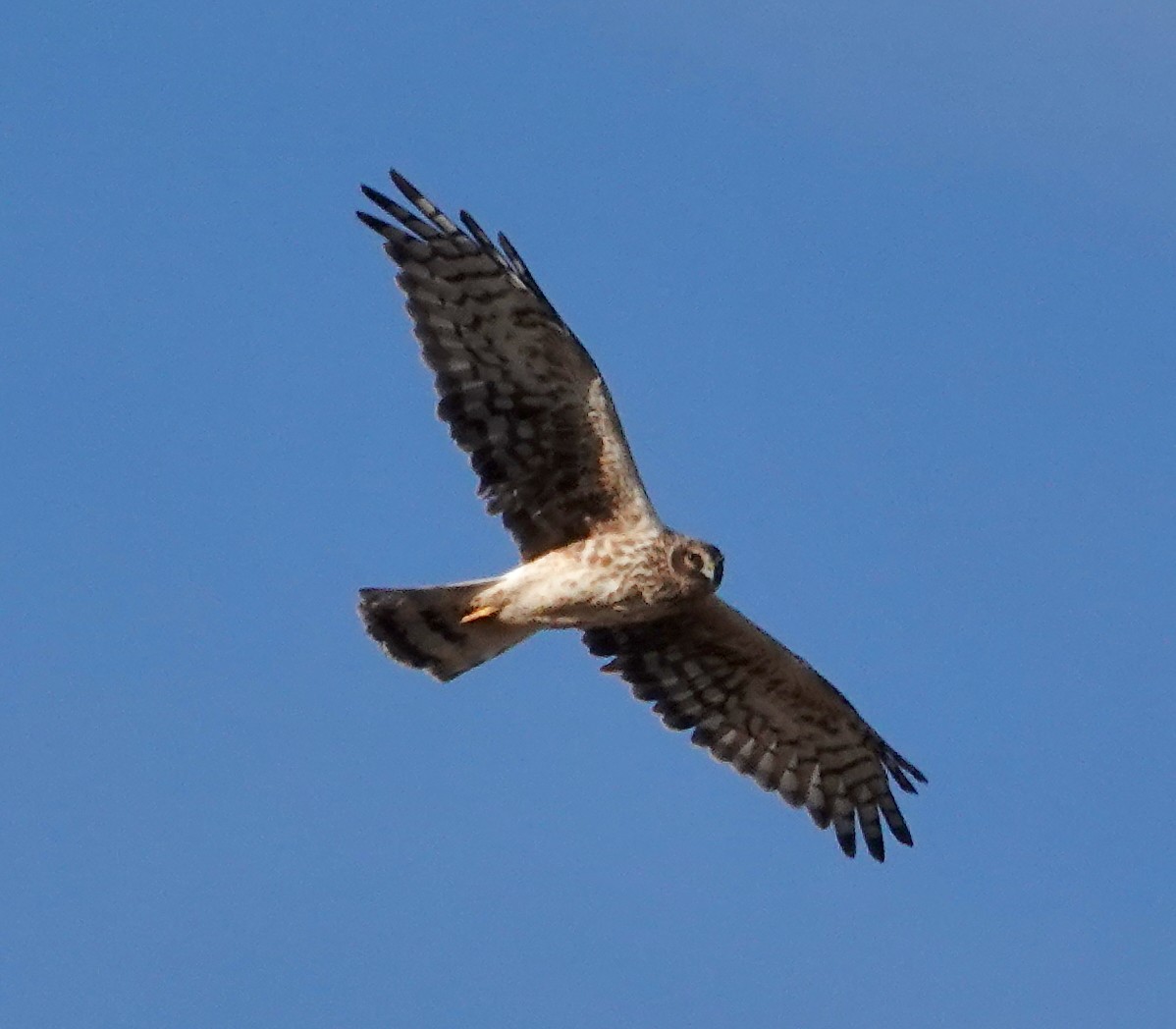 Northern Harrier - ML646023320