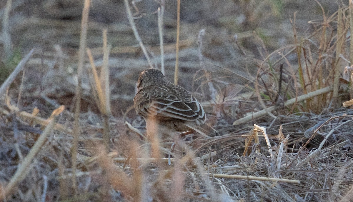Singing Bushlark (Australasian) - ML646023330