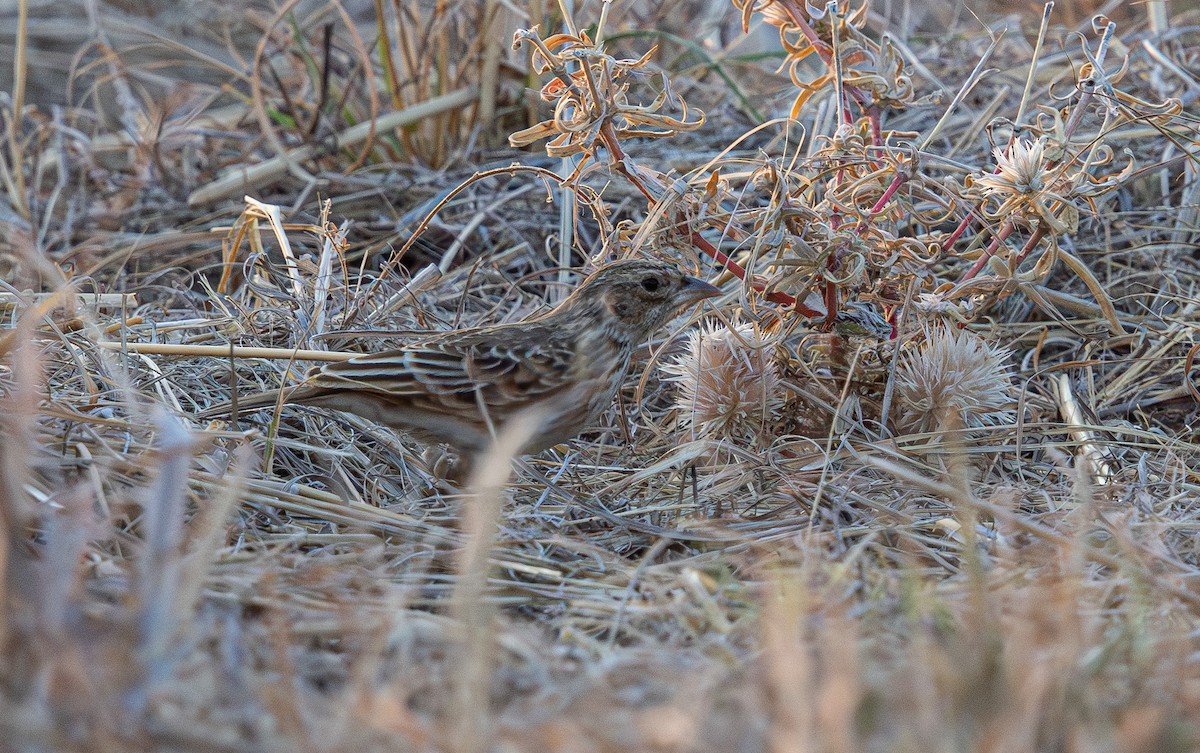 Singing Bushlark (Australasian) - ML646023331