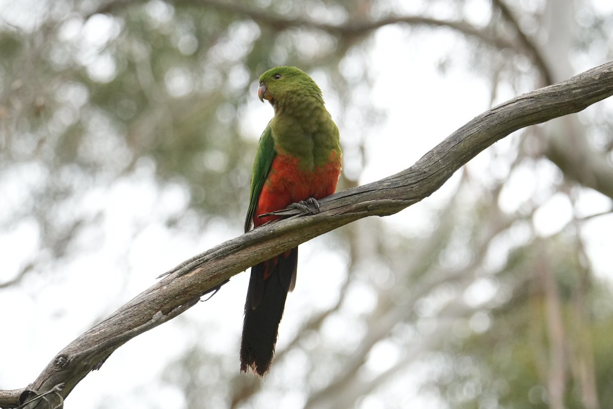 Australian King-Parrot - ML646023335