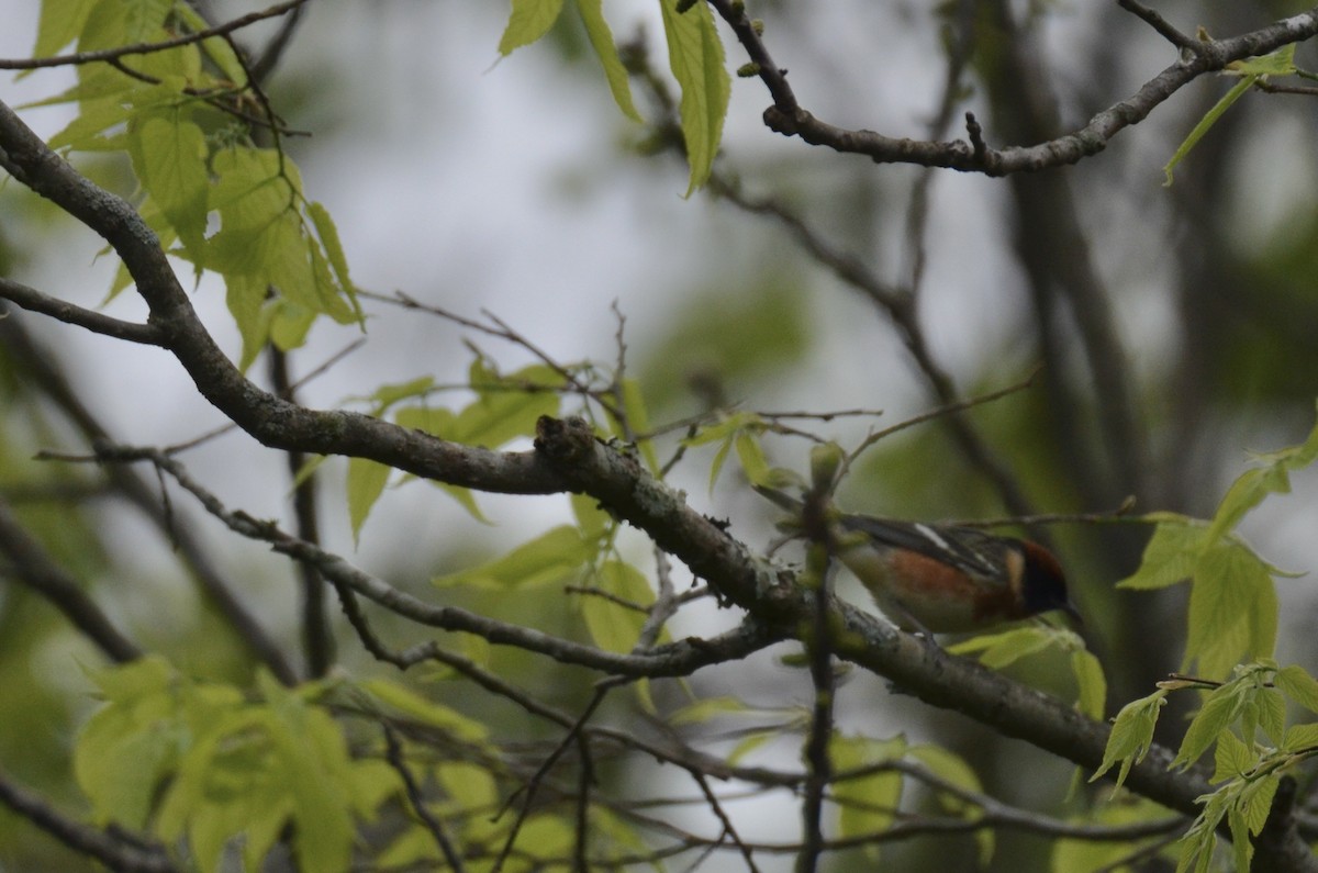 Bay-breasted Warbler - ML646023336