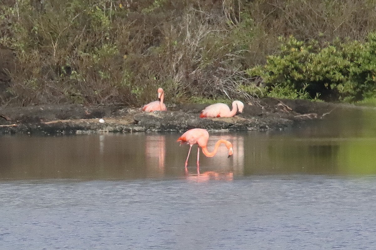 Chilean Flamingo - ML646023337