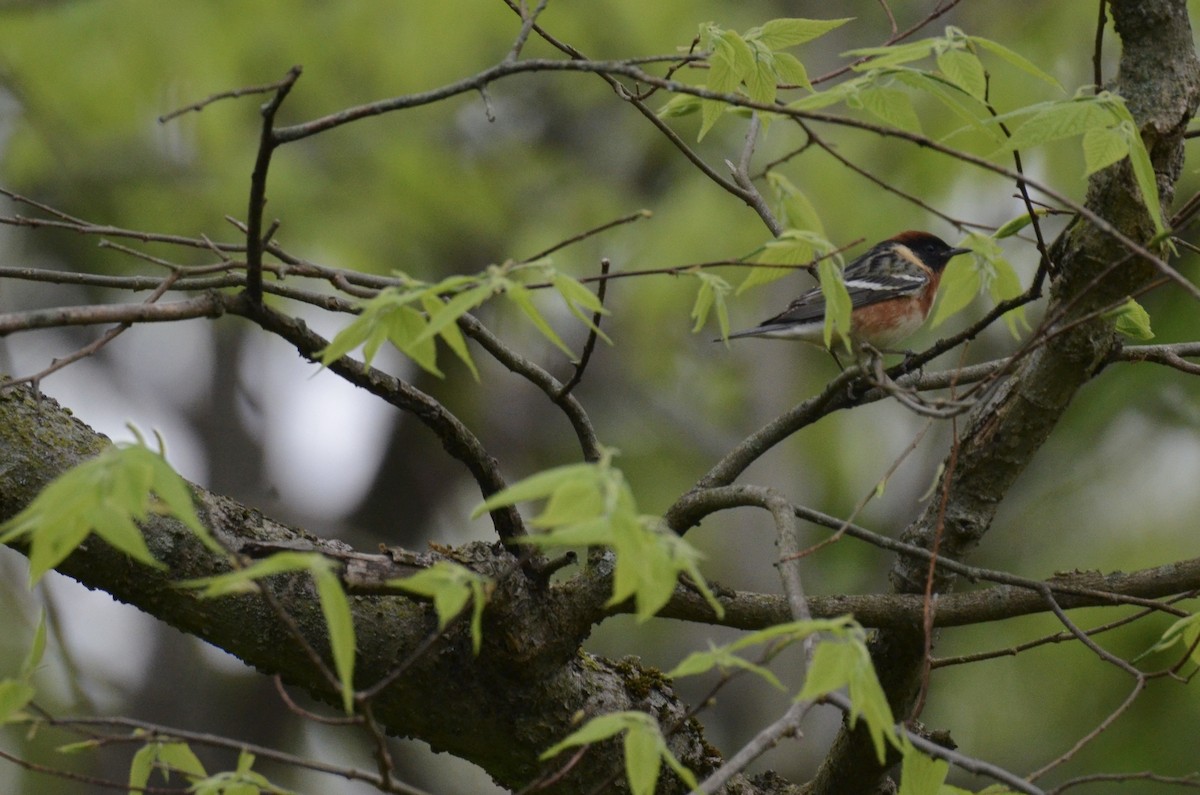 Bay-breasted Warbler - ML646023338