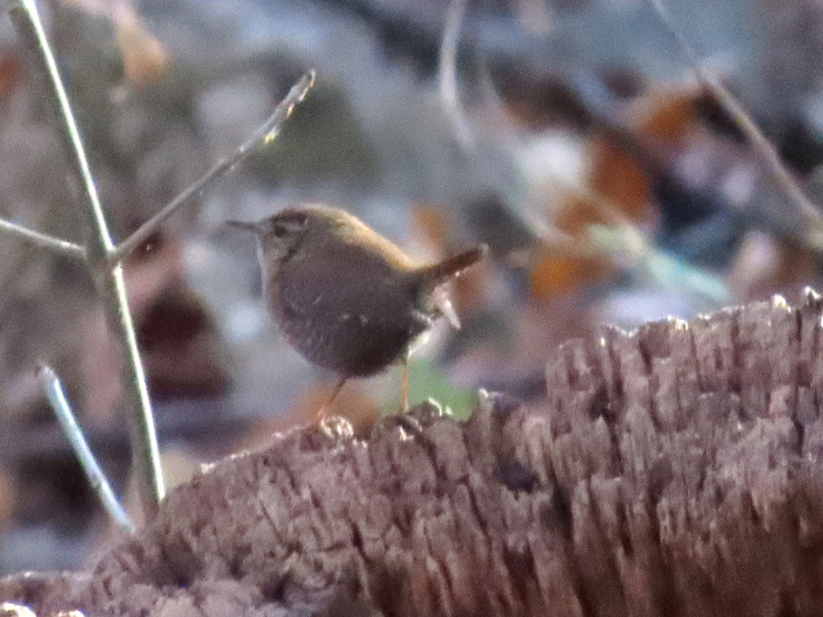 Winter Wren - ML646023339