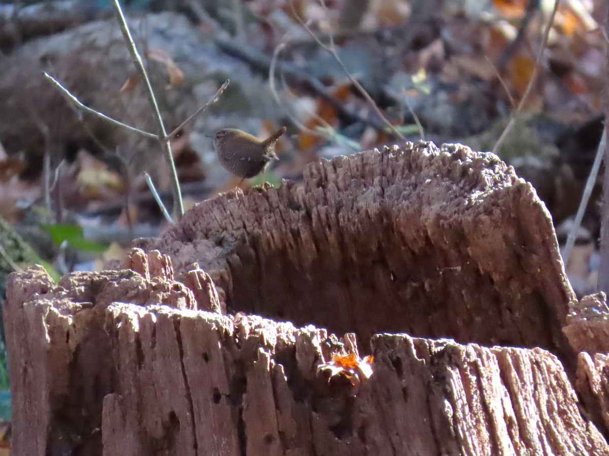 Winter Wren - ML646023340