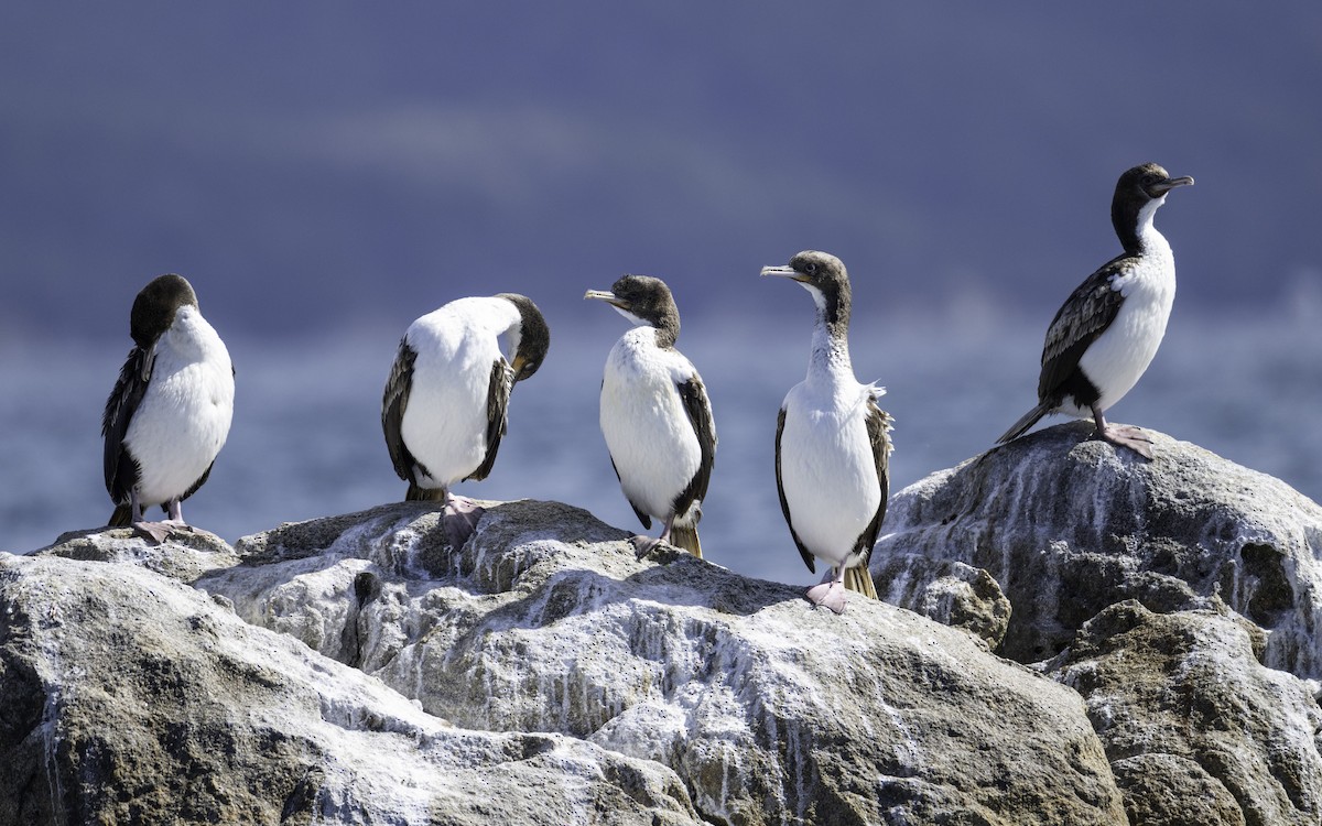 Stewart Island Shag (Foveaux) - ML646023343