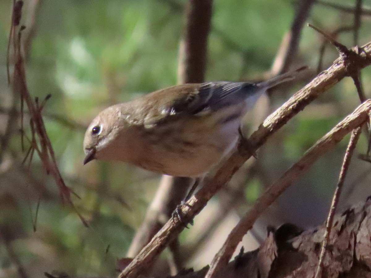 Yellow-rumped Warbler - ML646023344