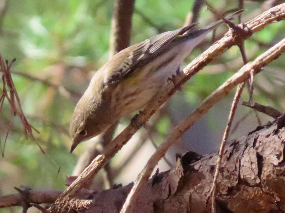 Yellow-rumped Warbler - ML646023345