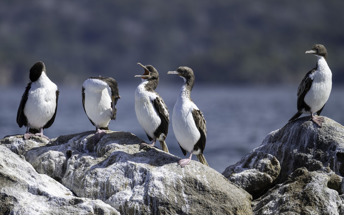 Stewart Island Shag (Foveaux) - ML646023346
