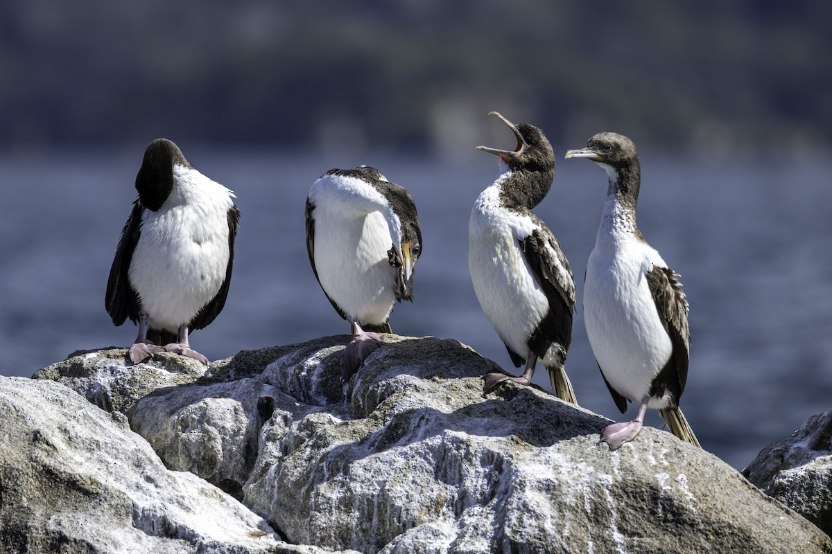 Stewart Island Shag (Foveaux) - ML646023348