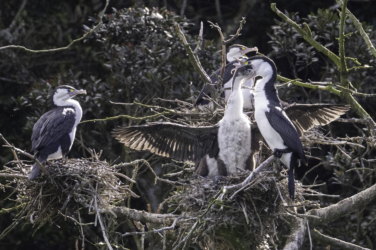 Pied Cormorant - ML646023357