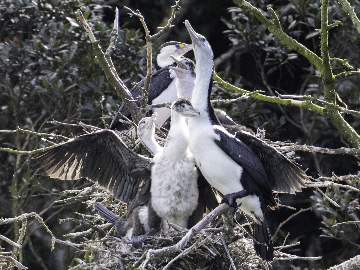 Pied Cormorant - ML646023358