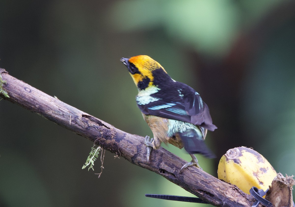 Flame-faced Tanager - ML646023359