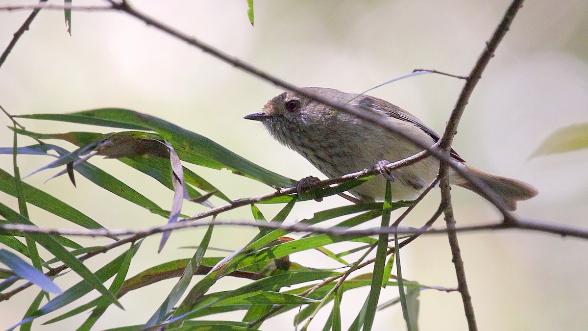 Brown Thornbill - ML646023361