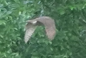 Cooper's Hawk - ML646023362