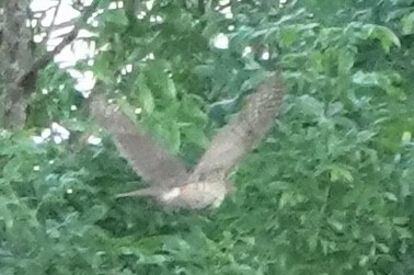 Cooper's Hawk - ML646023363