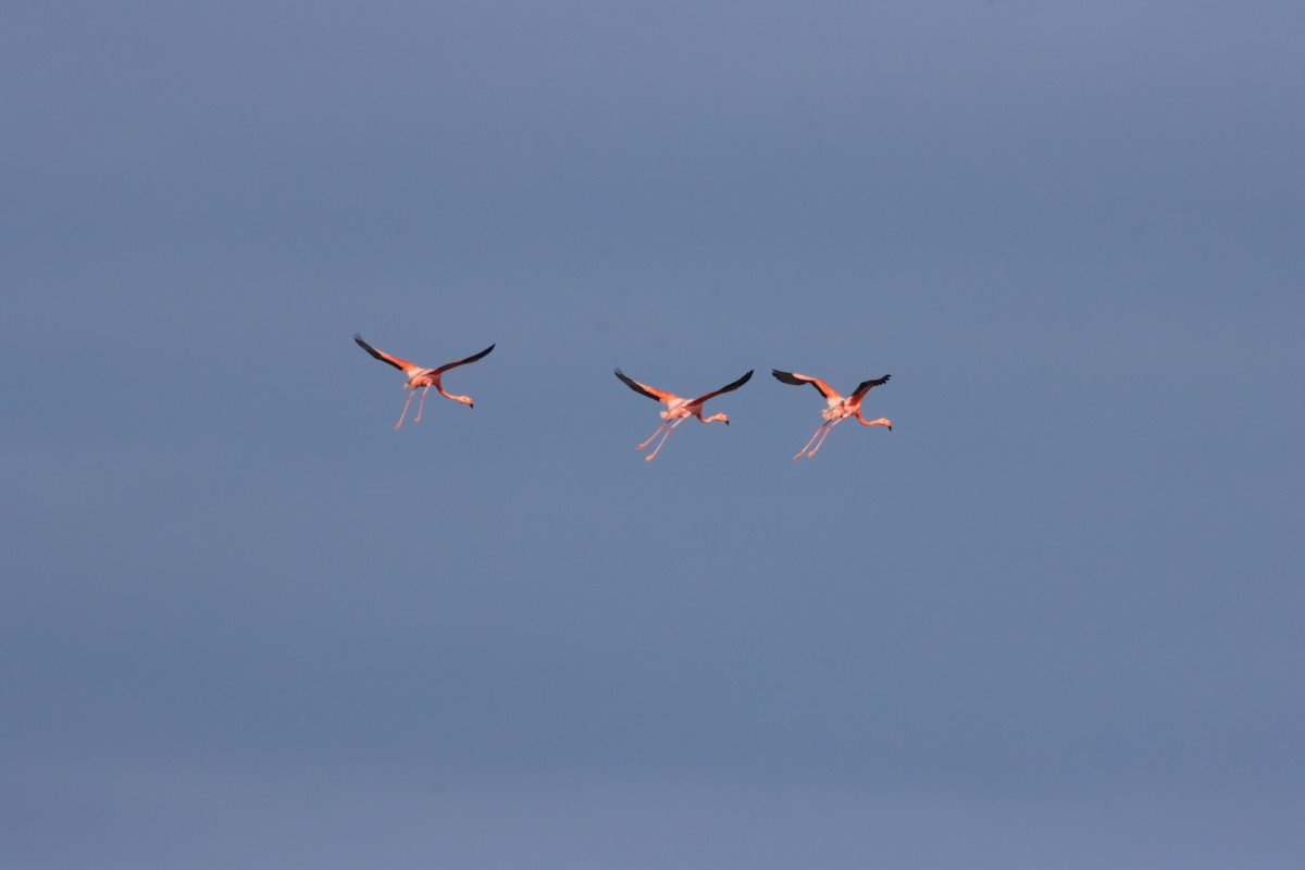 American Flamingo - ML646023364
