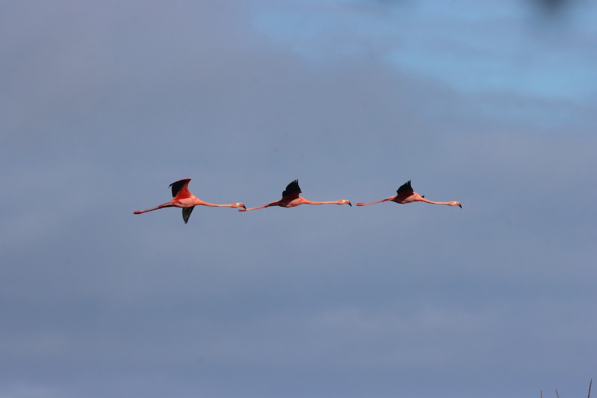 American Flamingo - ML646023365