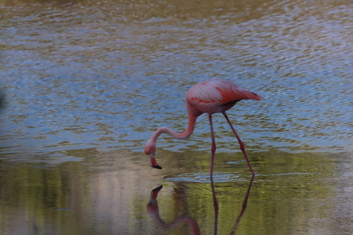 American Flamingo - ML646023366