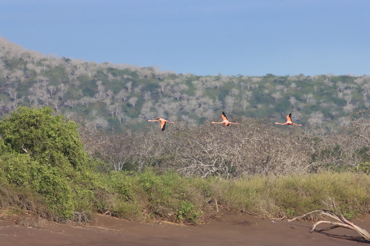 American Flamingo - ML646023367