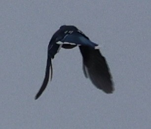 Blue Jay - ML646023368