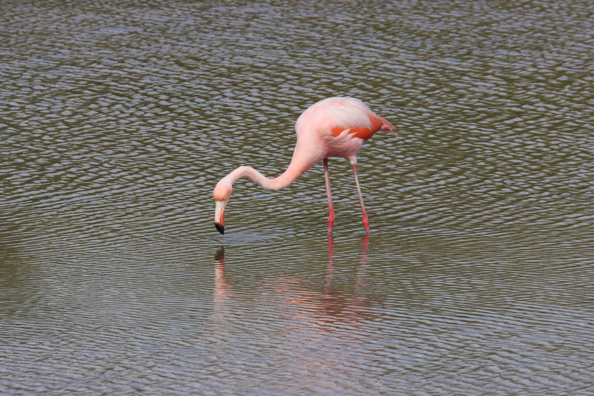 American Flamingo - ML646023369