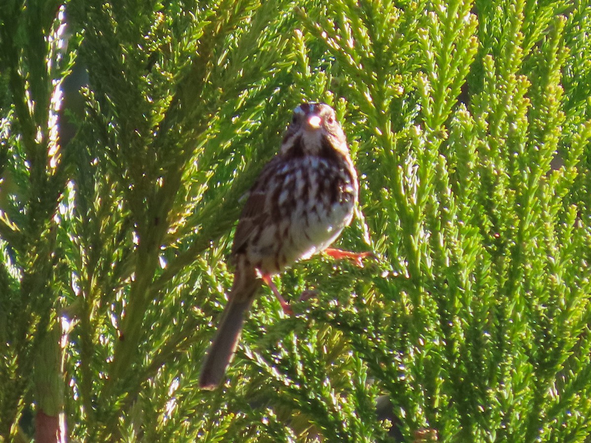 Song Sparrow - ML646023371