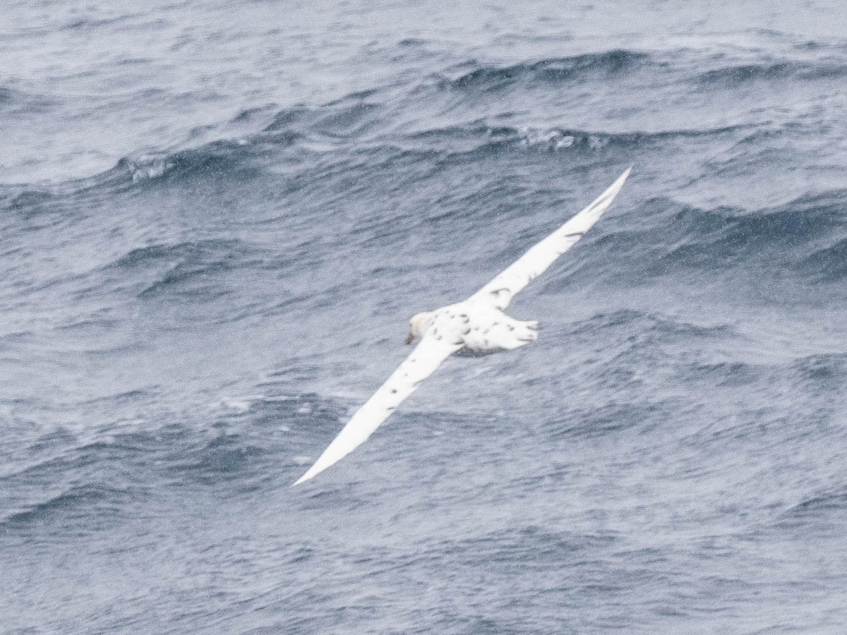 Southern Giant-Petrel - ML646023374