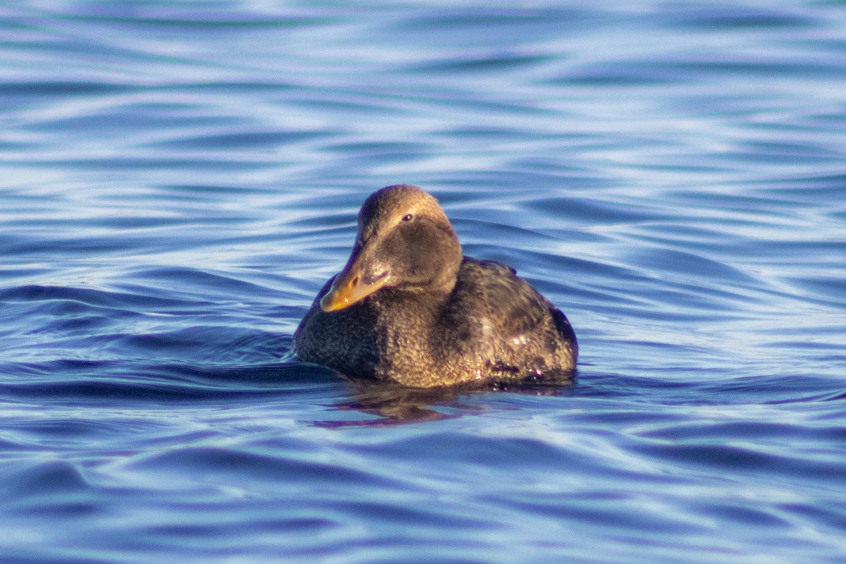 Common Eider - ML646023375