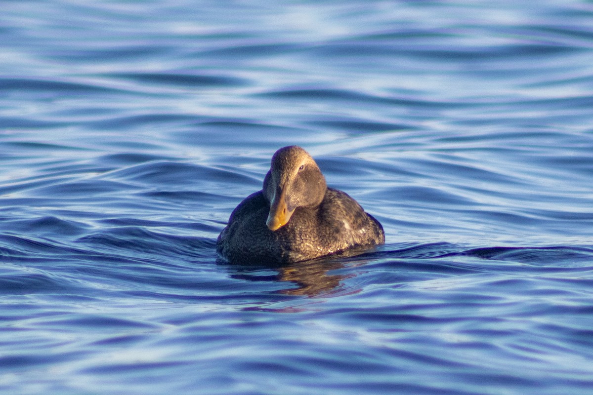 Common Eider - ML646023376