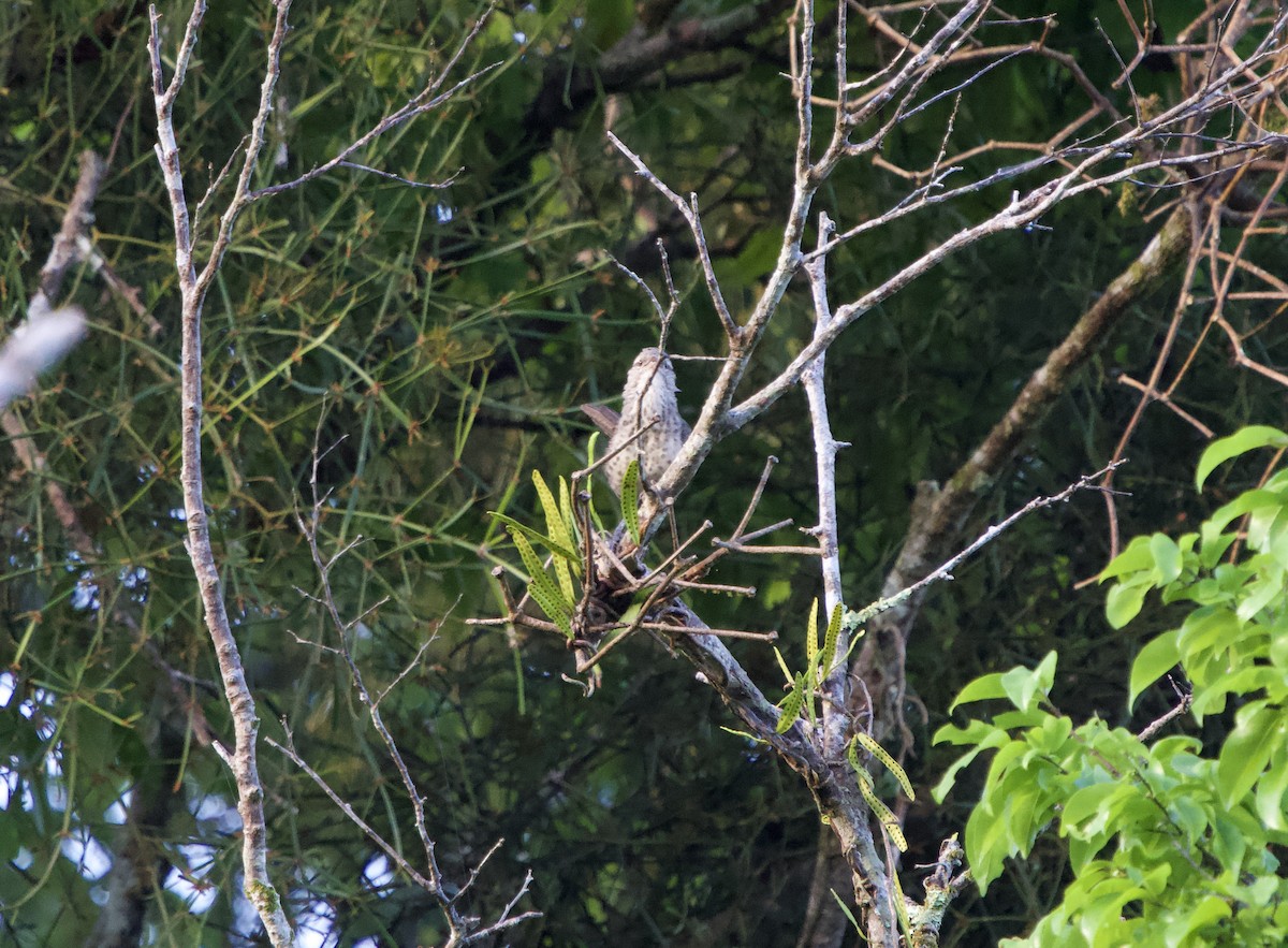 Thrush-like Wren - ML646023379