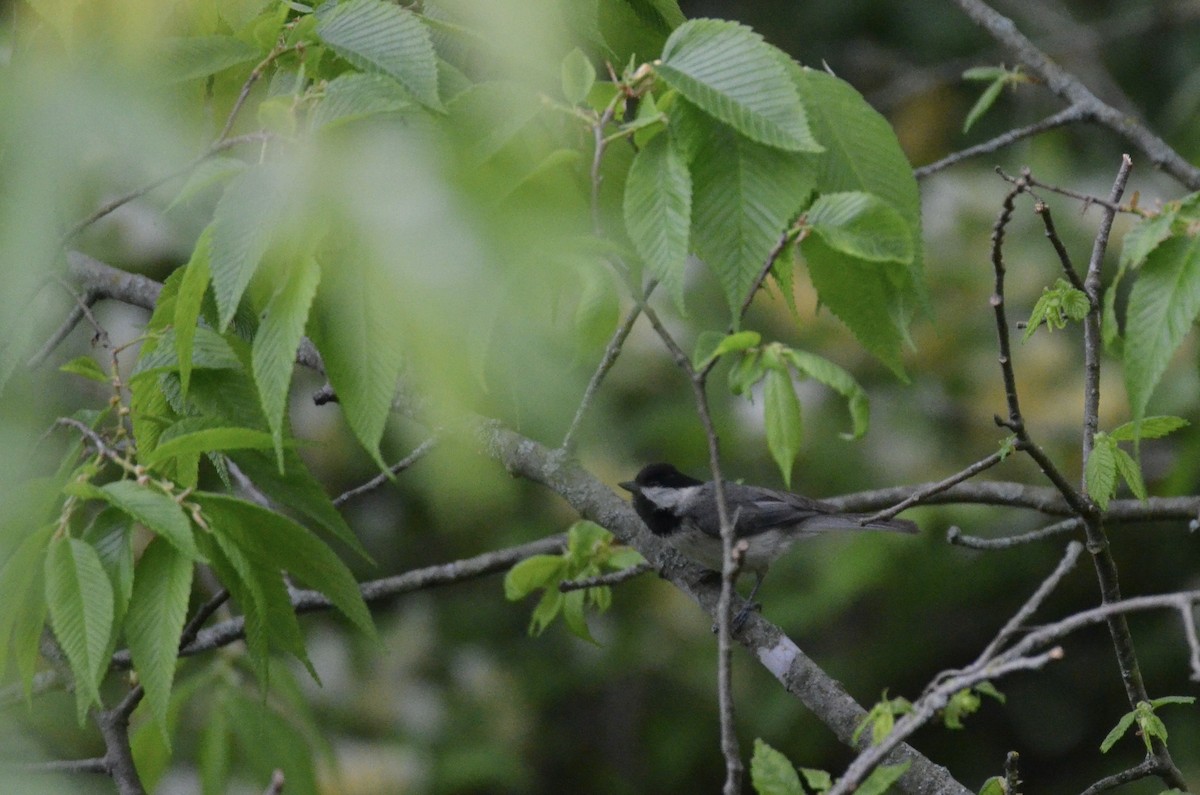 Carolina Chickadee - ML646023390