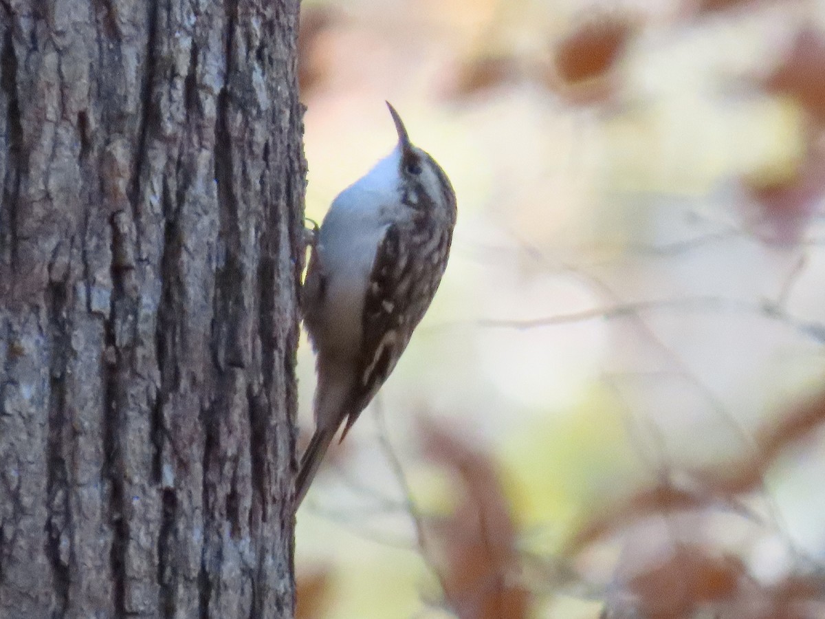 Brown Creeper - ML646023391