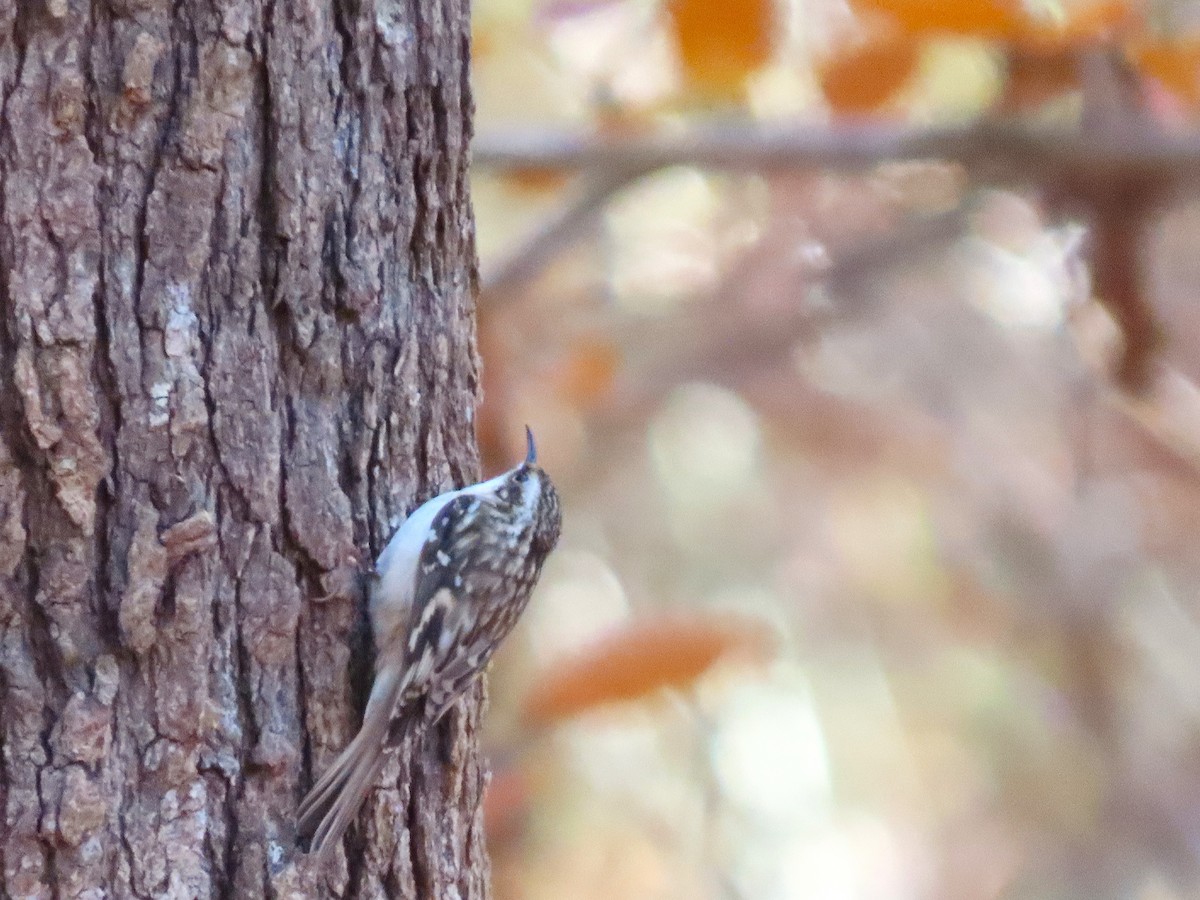 Brown Creeper - ML646023393