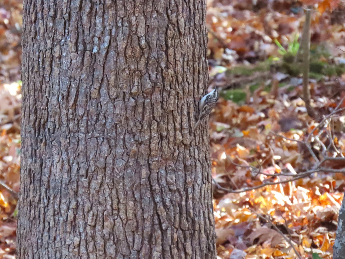 Brown Creeper - ML646023394