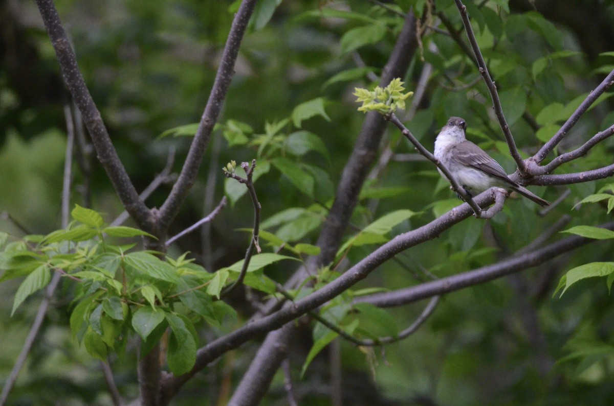 Eastern Phoebe - ML646023396