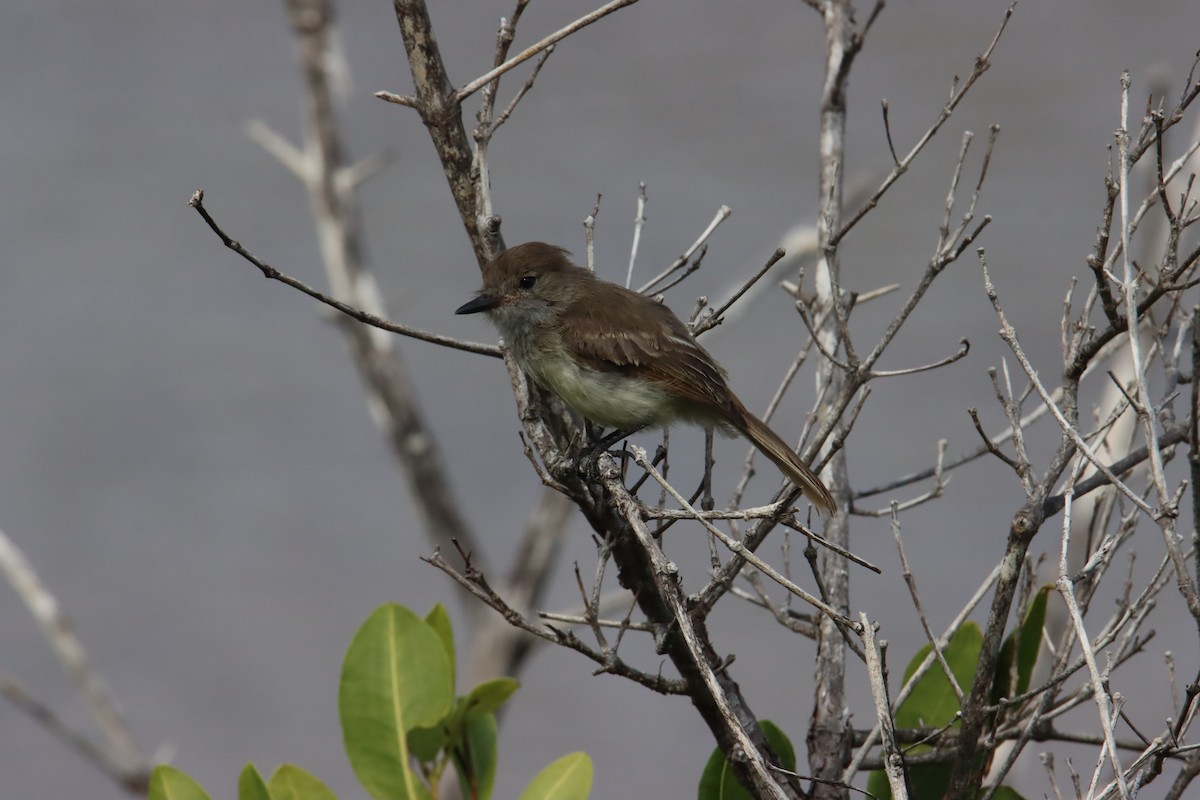 Галапагосский миарх - ML646023400