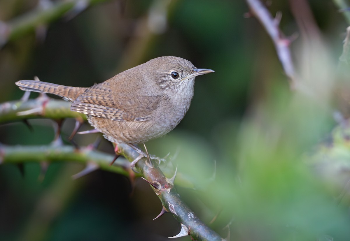 střízlík zahradní - ML646023405