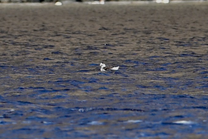 Long-tailed Duck - ML646023408