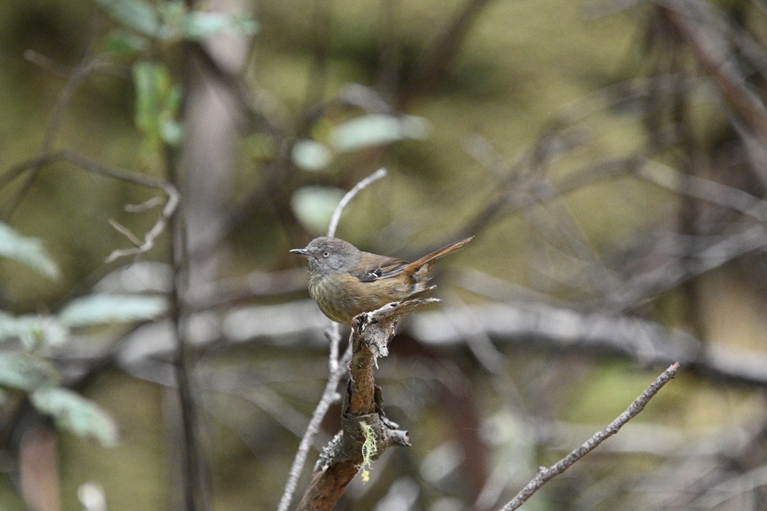 Tasmanian Scrubwren - ML646023409