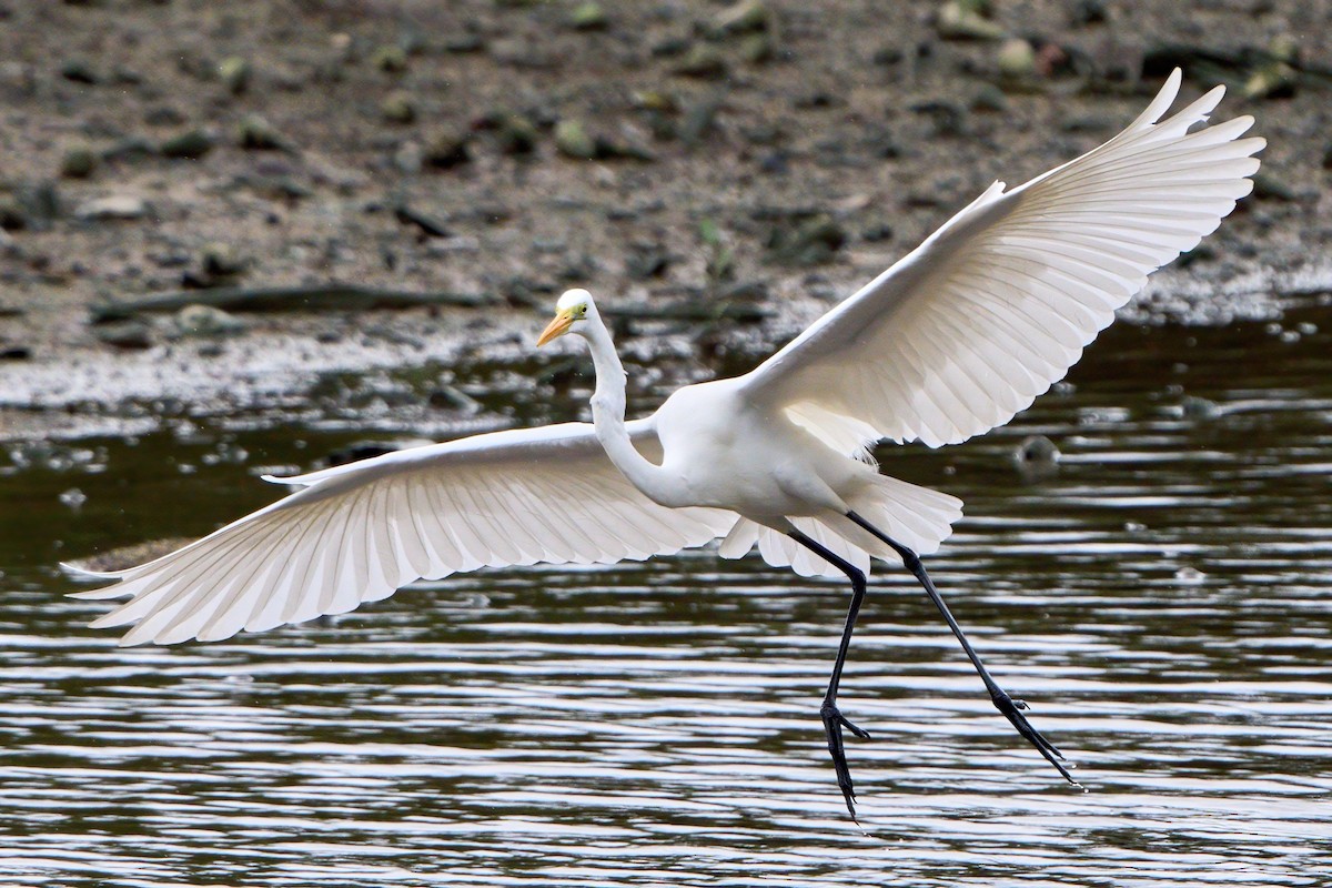 Garceta Grande - ML646023411