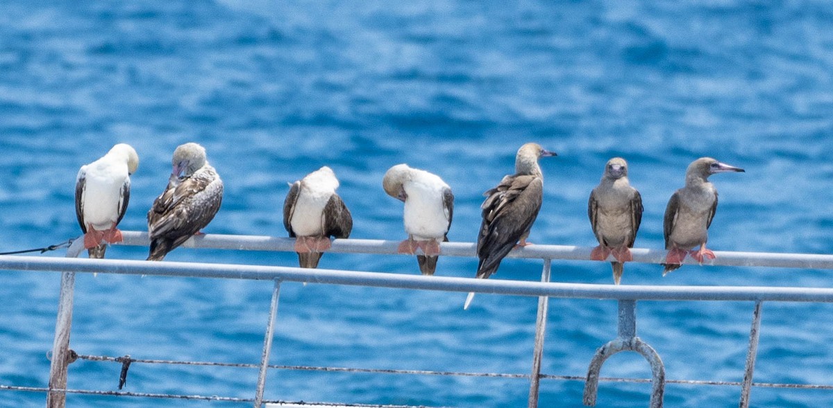 Red-footed Booby - ML646023412